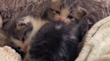 Şirin pofuduk gri ve beyaz kedi yavrusu orta boy çekimde yavaş çekim seçici odak noktası oynuyor 