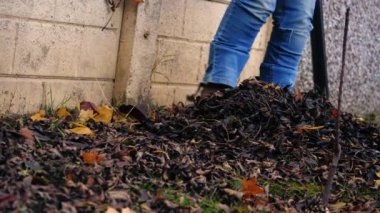 Ölü sonbahar yaprakları biriktirirken 4k seçici odak noktası