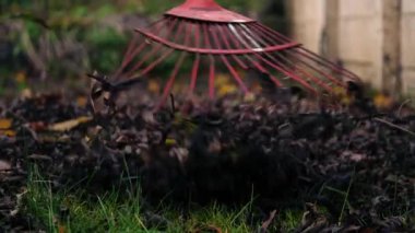 Ölü sonbahar yapraklarını topluyorum. Yakınlaştır. Seçici odak noktası.
