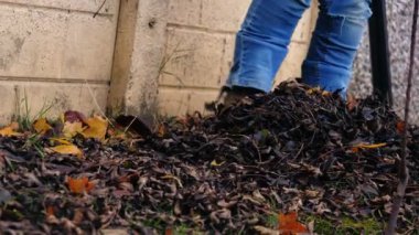 Ölü sonbahar yapraklarını tırmıklamak seçici odak noktasını orta yakınlaştırır