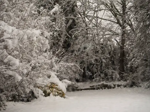 Karla kaplı bahçe ve ağaçlar seçici odak noktası