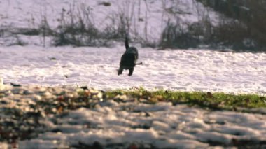 Kışın karlı havada oynayan iki köpek seçici odak noktasını vurdu.