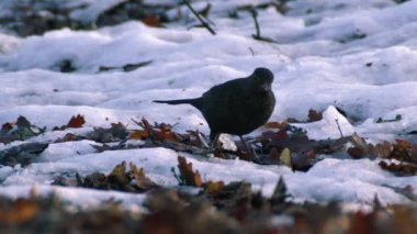 Karatavuk kışın yemek için gagalıyor. Orta boy seçici odak noktası.