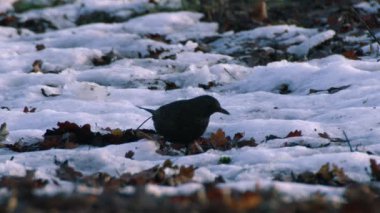 Karatavuk kışın yiyecek için gagalıyor. Orta boy 4k seçici odak noktası.