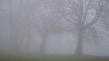 Ürkütücü Foggy Park 'taki sıra ağaçlar seçici odak noktası