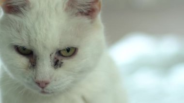 Beyaz kedi portresi ağır çekim