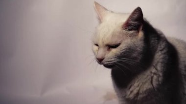 Beyaz kedi portresi ağır çekim