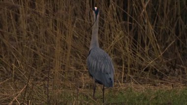 Gri balıkçıl kuşu gölde, sazlıklar orta yakınlaştırmada seçici bir odak noktası.