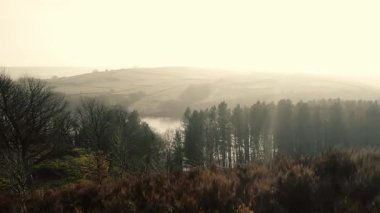 Kırsal göl ve çam ağaçları Tepesi İlçe Ulusal Parkı sisli bir günde zoom insansız hava aracı seçici odak noktası