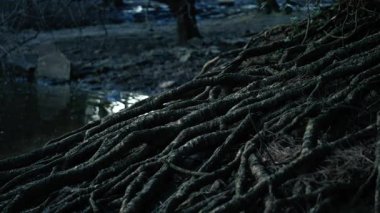 Koyu tüyler ürpertici orman ortamında ağaç kökleri 4k seçici odak noktası vuruyor.