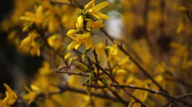 Forsythia çiti açan sarı çiçekler 4k seçici odağı kapatır.