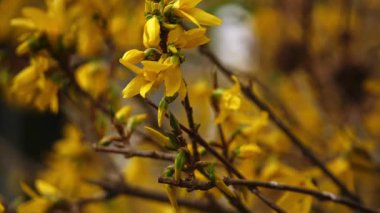 Forsythia çiti açan sarı çiçekler yakınlaştır seçici odağı