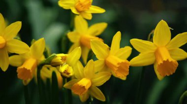 Parlak sarı nergis çiçekleri. Yakın çekim. Seçici odaklanma.