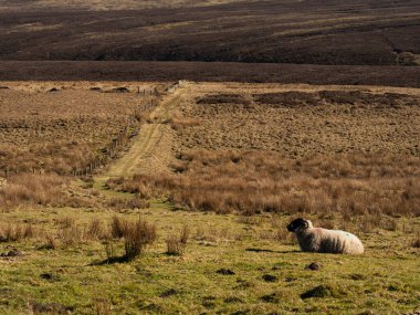 Peak District tarım arazisindeki yalnız koyunlar Holmfirth kırsal alanı geniş seçici odak noktası