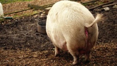 Pisliğin içindeki domuz yiyecek arıyor. 4K seçici odak noktası.