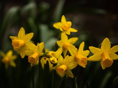 Parlak sarı nergis çiçekleri. Yakın çekim. Seçici odaklanma.