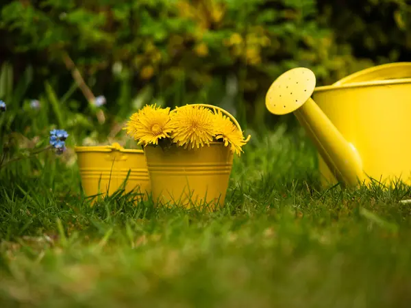 Kovadaki parlak sarı karahindibalar seçici odak noktası.