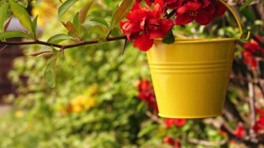Sarı renkli kova kırmızı çiçekli ağaçta asılı. Orta boy 4K seçici odak noktası.
