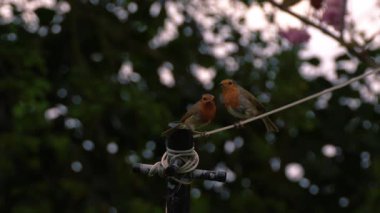Robin Red Göğüs İki, çamaşır kuyruğunda solucanlarla beslenir. Orta boy seçici odaklanma.