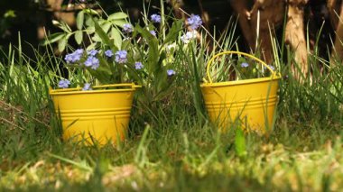 Mavi beni boş ver çiçekleri ve sarı antika kovaları orta boy 4k seçici odak noktası