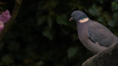 Güvercin bir çatıya tünemiş 4k seçici odak noktası