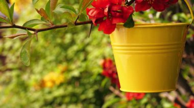 Sarı renkli kova, kırmızı çiçekli ağaçta asılı. Orta boy, seçici odak noktası.