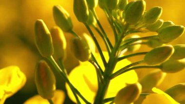 Gözyaşı tohumu alanları çiçek açıyor. Makro yakınlaştırma seçici odak noktasını kapat.