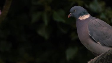 Güvercin çatıya tünemiş, orta yakınlaştırma görüntüsü seçici odak