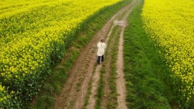 İngiliz kırsal kesiminde 4k hava aracı seçici odak noktasında, ırz düşmanı tarlalarında yürüyen bir kadın.