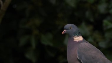 Güvercin bir çatıya tünemiş 4k seçici odak noktası