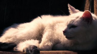 Beyaz tüylü kedi güneş ışığında rahatlar. Yaklaş, odaklan, odaklan. 