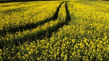 İngiliz kırsalındaki kolza tohumu tarlalarından geçen yol geniş 4k hava aracı seçici odak noktası