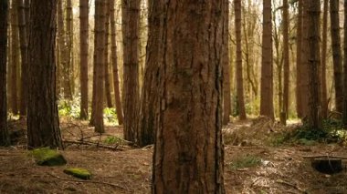 İngiliz kış ormanlarında Çam ağaçlarının yolu. Ormanlık alan 4K seçici odak noktası.