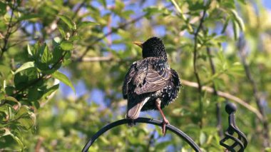 Sığırcık tüyü tüyü. 4k 'lık seçici odak noktası.