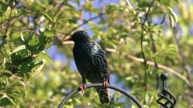 Sığırcık vahşi kuşu besleyicinin üzerine tünemiş. 4k 'lık seçici odak noktasını kapat.