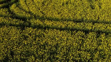 İngiliz kırsalındaki kolza tohumu tarlalarından geçen yol geniş 4k hava aracı seçici odak noktası