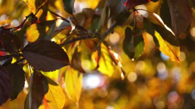 Ağaç dalı sıcak güneş ışığında ayrılır Bokeh Ortalama seçici odaklanma