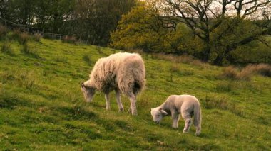 Anne koyun ve kuzu tarlada otluyor. 4k seçici bir odak noktası.