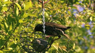 Sığırcık besleyiciye yemek tünedi. 4k yakın çekim seçici odak noktası