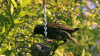Sığırcık yemliğin içine yemek tünedi. Yakın çekim odaklı seçici odaklanma.