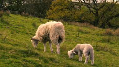 Anne koyun ve kuzu tarlada otluyor. Orta boy çekimde seçici bir odaklanma.
