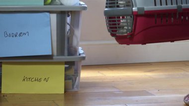 Posta arabasında evcil kedisi olan yeni ev kutularına taşınıyorum. 4k 'lık çekim odaklı.