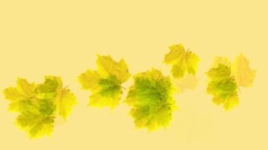 Sonbahar renklerinde yüzen Sycamore yaprakları 4k animasyon