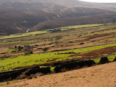 Uzak Tepe Bölgesi Holmfirth kırsalında otlayan koyunlar seçici bir odak noktası oluşturuyor.