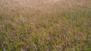 Hindiba tarlası hasat için hazır. Hava aracı seçici odak noktası.