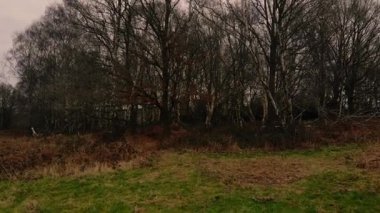 Kış ormanlık arazi insansız hava aracı 4K seçici odak noktası.