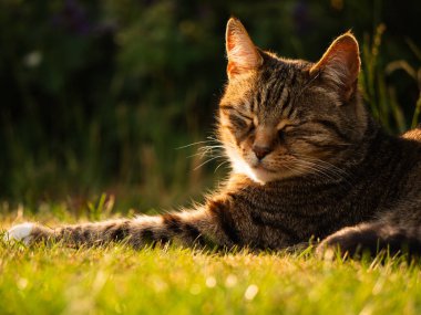 Sıcak bir yaz bahçesinde rahatlayan tekir kedisi. 4k 'lık seçici bir odak noktası.