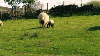 Anne koyun ve kuzu, mavi gökyüzüne karşı otluyor. Orta boy, seçici odaklanma.
