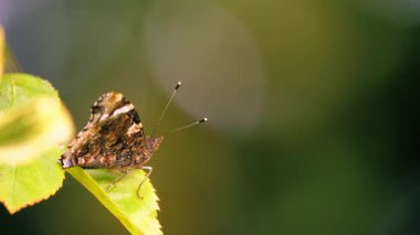 Sarı yaprakların üzerinde kapalı kanatlı Kızıl Amiral Kelebeği yakınlaş seçici odaklanma