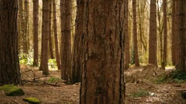 İngiliz kış ormanlarında çam ağaçları sıcak güneş ışığı orta ölçekli seçici odak noktası